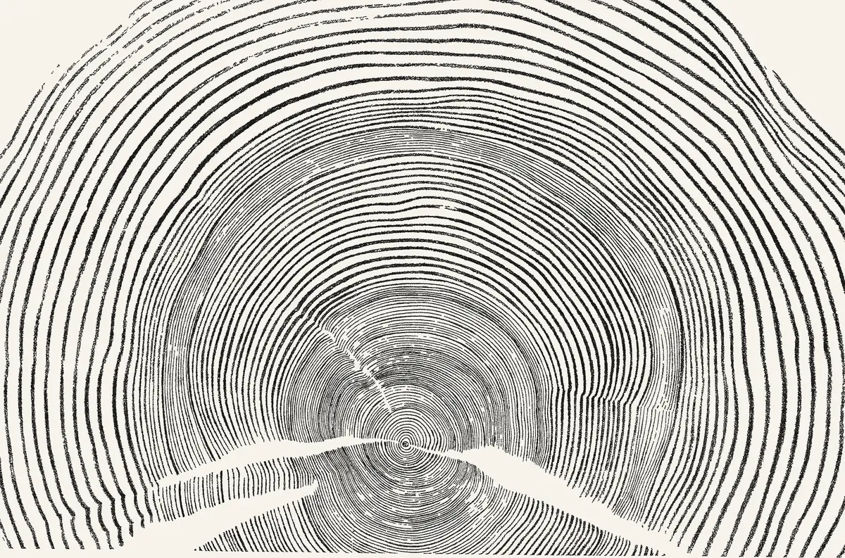 The 1894 ink impression of an Adirondack black spruce stump, from the New York Forest Commission report.