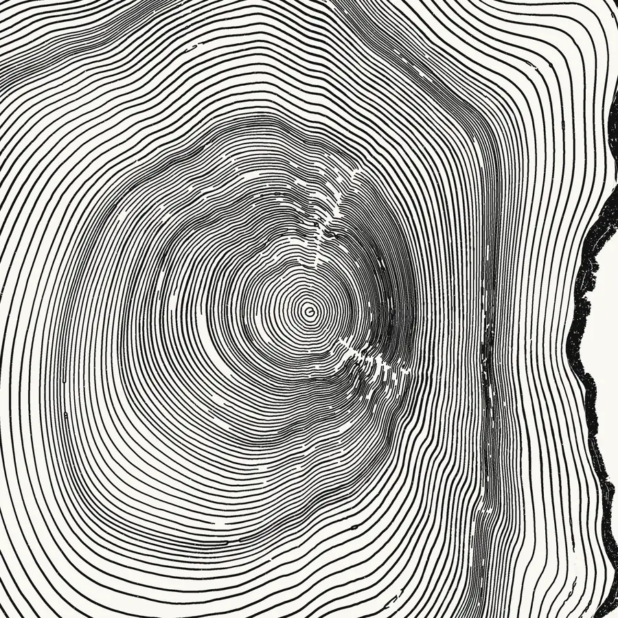 Close-up of the tree rings: the heart of the tree sits where Mount Marcy is on the map.